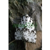 Lymantria monacha (Linnaeus, 1758) female Brudnica mniszka